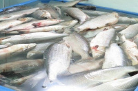 В настоящее время в Югре усилен контроль за соблюдением  Правил рыболовства для Западно-Сибирского рыбохозяйственного бассейна»!!!!